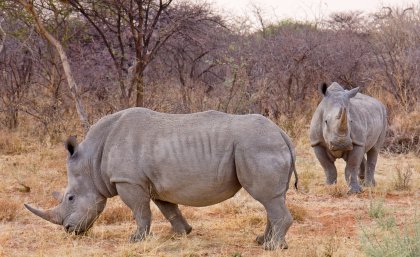 White rhinos in Namibia Ikiwaner White rhinos in Namibia Ikiwaner
